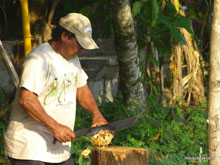 Coupe de noix de coco - Costa Rica